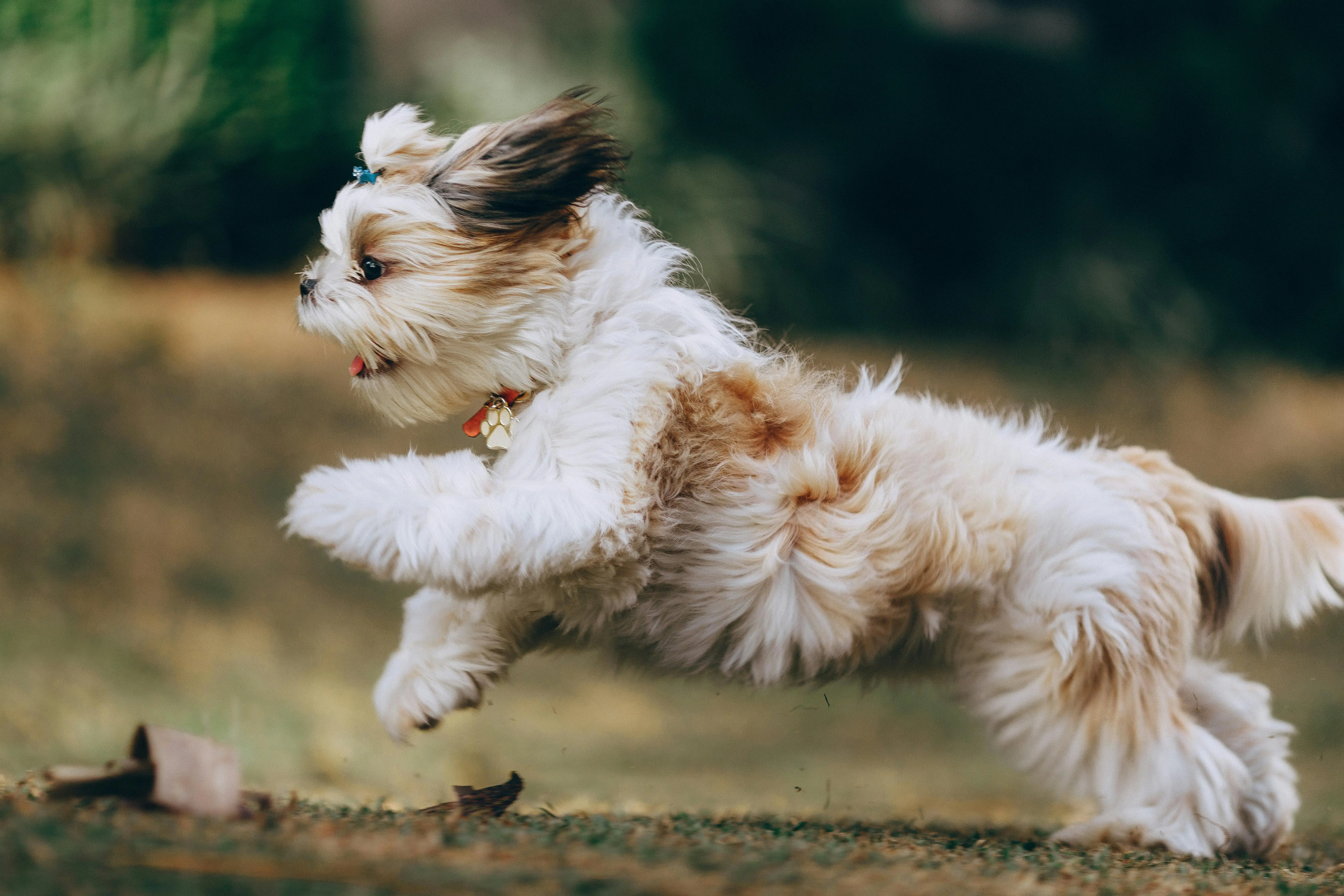 Small Running Dog