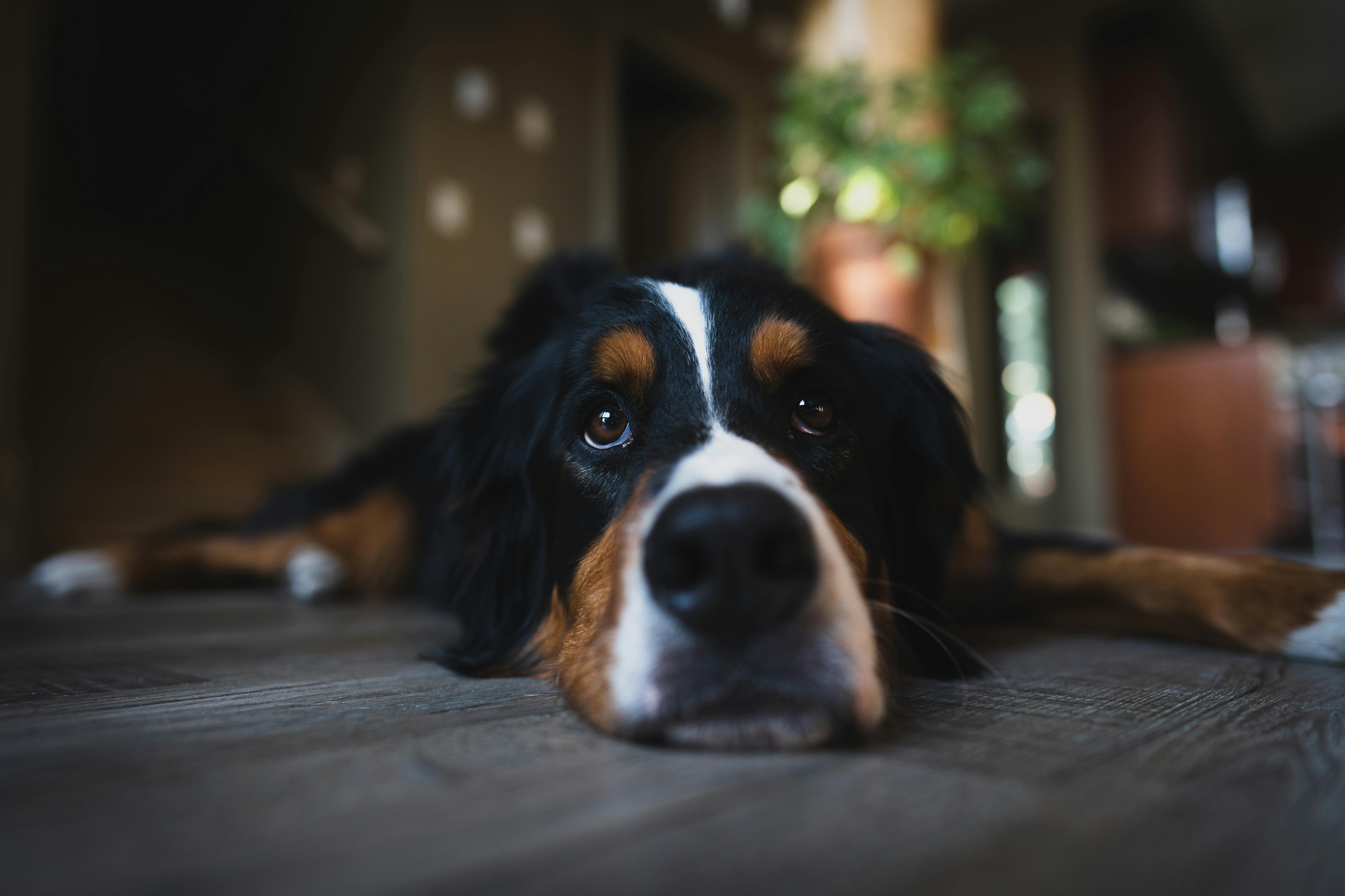 Large or Giant Breed Berense Mountain Dog