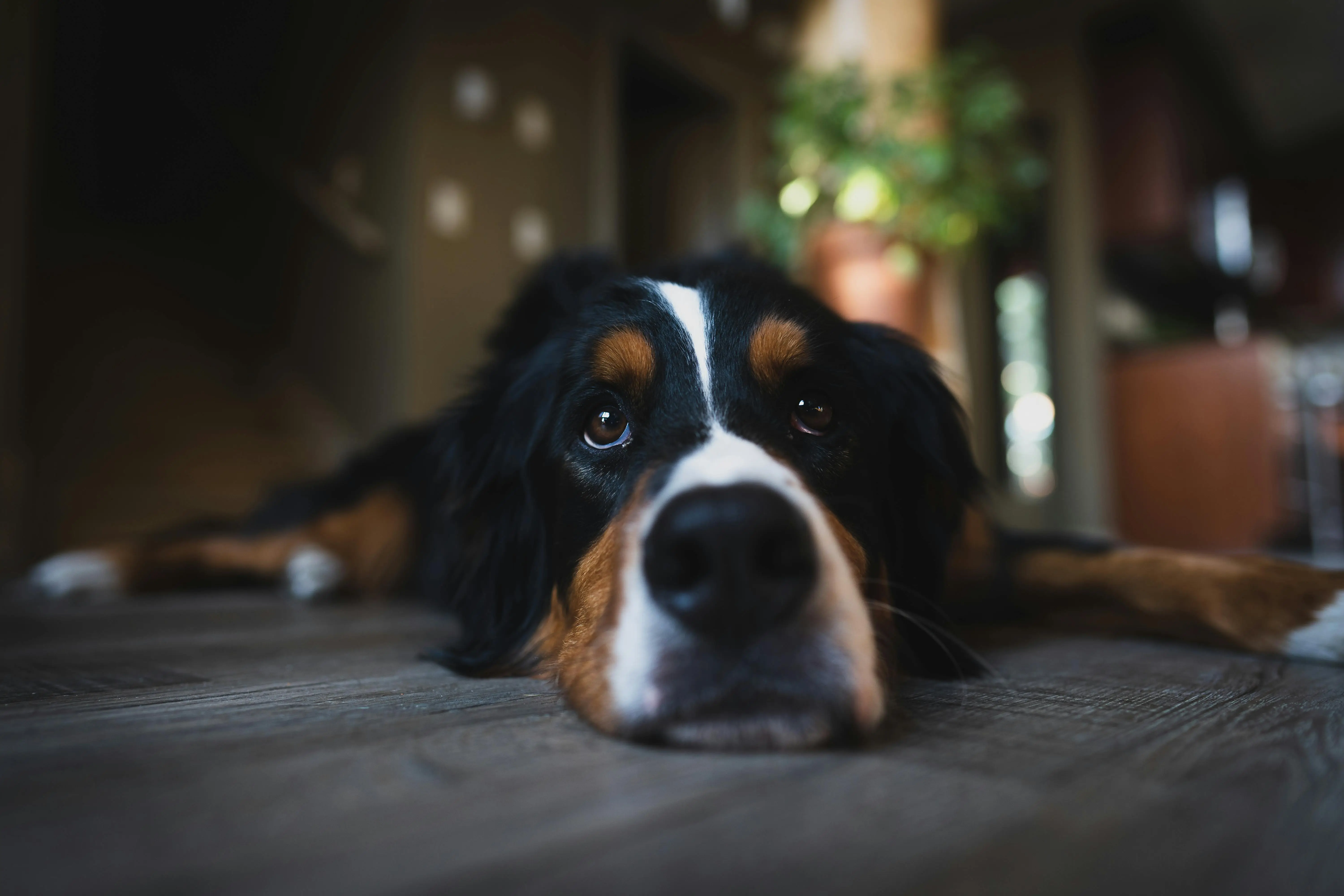 Large or Giant Breed Berense Mountain Dog