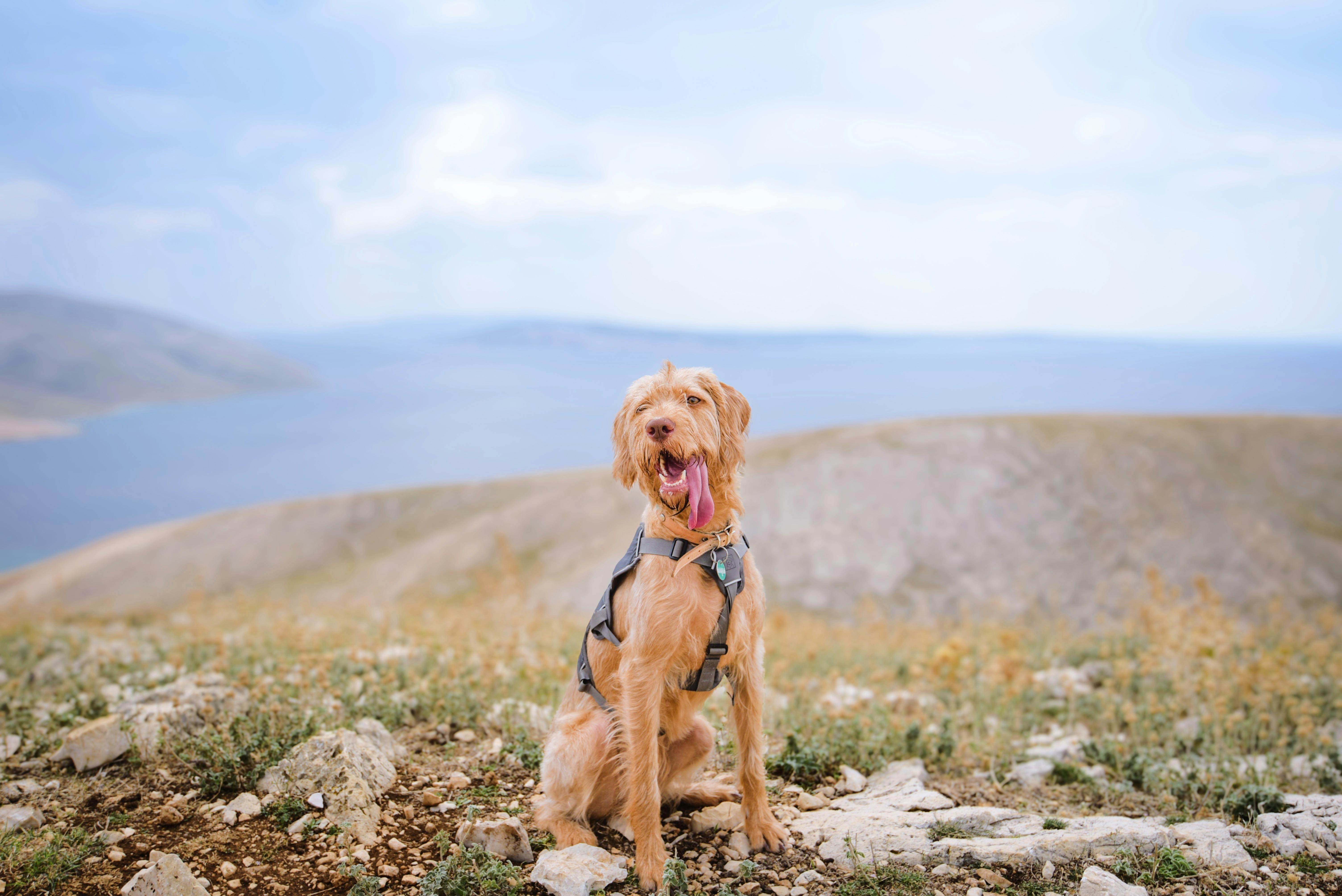 Medium Breed Long-hair vizsla