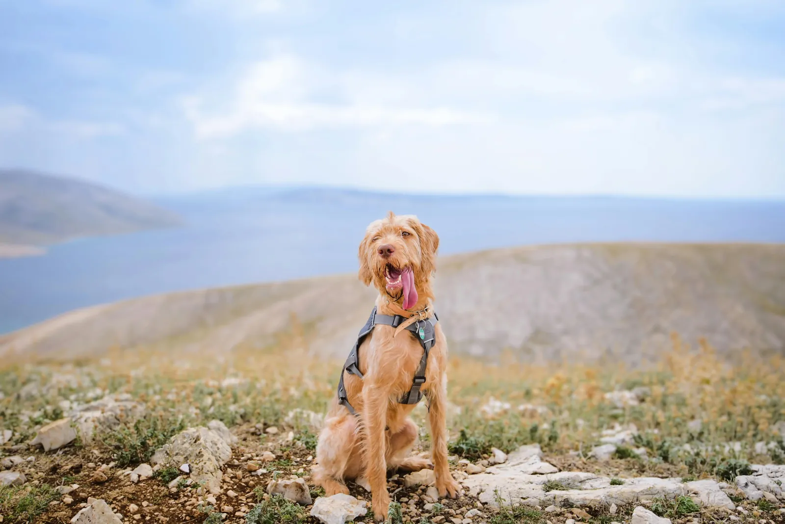 Medium Breed Long-hair vizsla