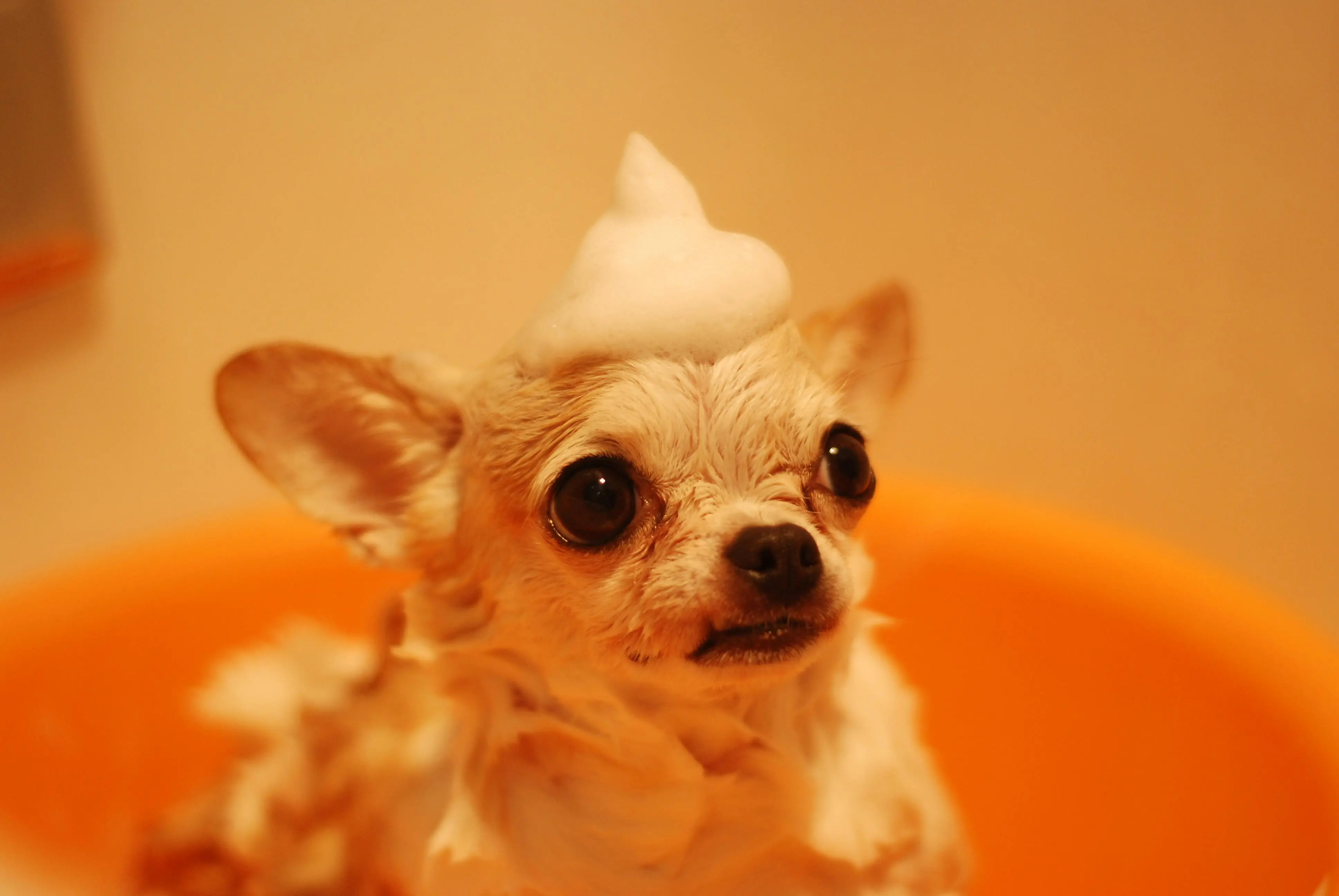 Small Breed Chihuahua