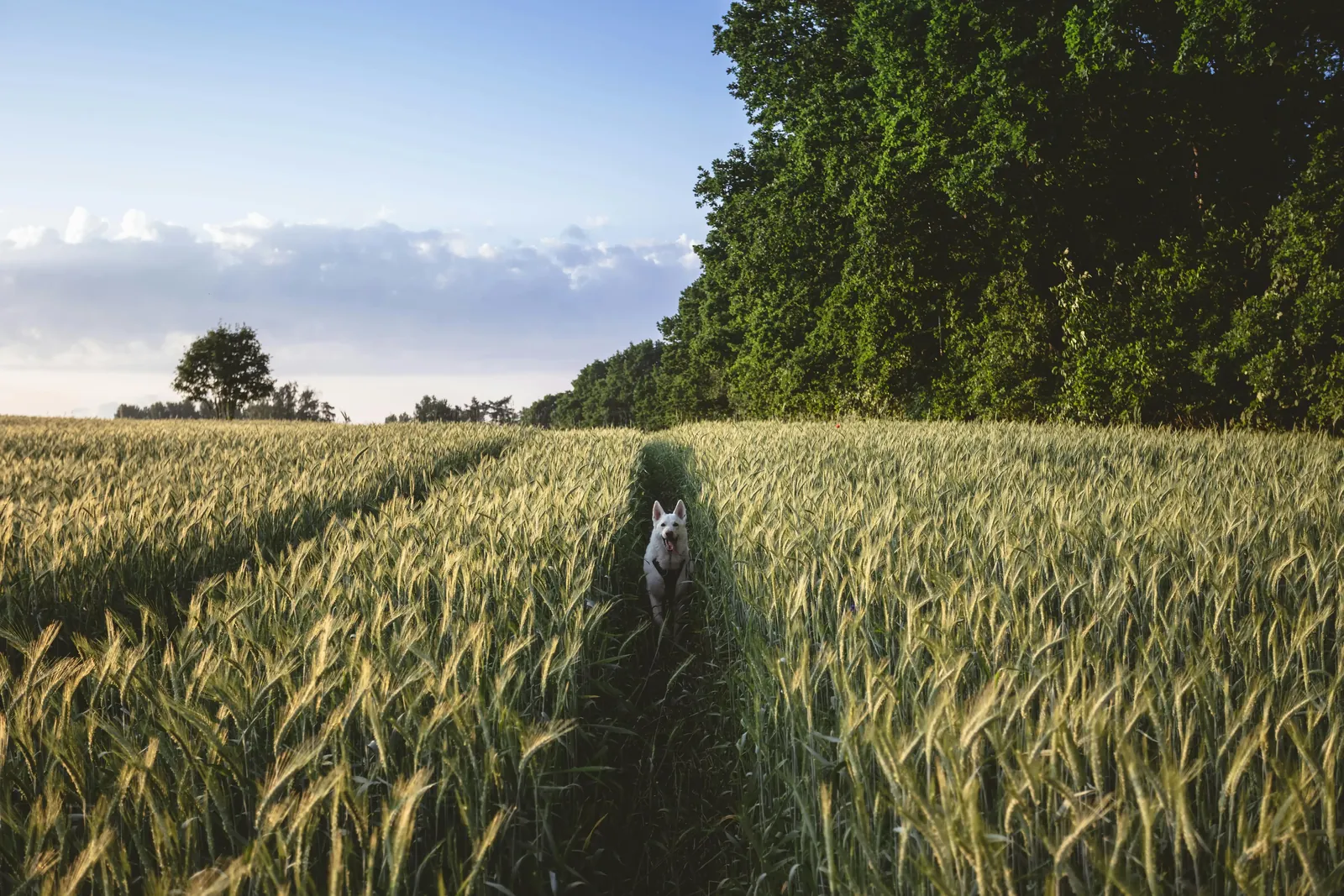 Dog standing in the middle of a grains field